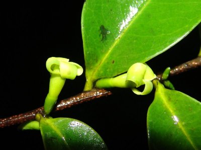 New species of Lissocarpa from El Paujil area, alt. ca. 800 m.